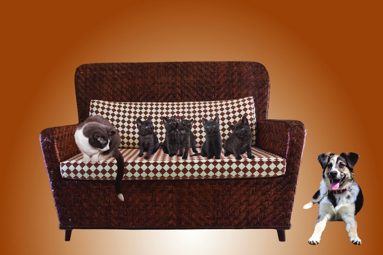 cats, sofa, pet, animal, nature, dog, animals, pets, couch, furniture, domestic cat, community, fantasy, friends, cat